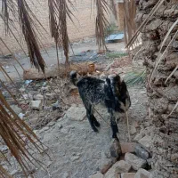 گوسفند، بز ، گتاچ، پاچن|حیوانات مزرعه|سیب و سوران, |دیوار