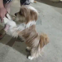 2تا سگ ناز و خوش رفتار