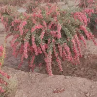 فروش ز رشک زیرتالاری . وپفکی از تولید به مصرف