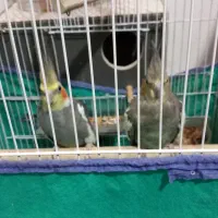 یک جفت عروس هلندی|پرنده|بروجرد, |دیوار