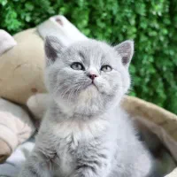 بریتیش مینی عروسکی