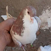 سه تاحیون پرشی|پرنده|نیشابور, ریوند|دیوار