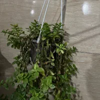 گل خانگی|گل و گیاه طبیعی|رشت, باهنر|دیوار