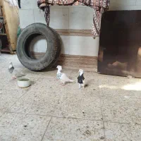 کبوتر|پرنده|سوسنگرد, |دیوار