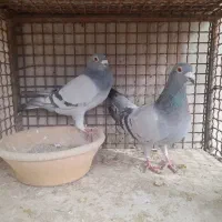 کبوتر|پرنده|مبارکه, |دیوار