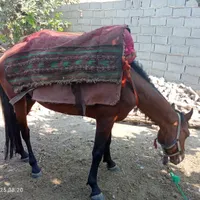 اسب جوان کاری همراه با پالان
