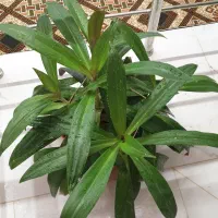 گل موسی در گهواره|گل و گیاه طبیعی|یزد, |دیوار