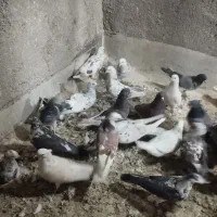 کبوتر|پرنده|گلستان (تهران), |دیوار