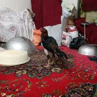 خروس لاری افغان|حیوانات مزرعه|گمیشان, |دیوار