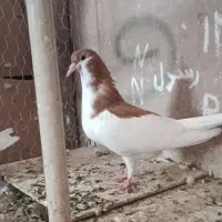 شصتی مغلف کفتر