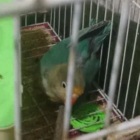 طوطی برزیلی بازیگوش