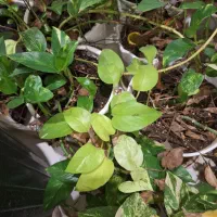 فروش گل و گلدان|گل و گیاه طبیعی|ورامین, شهرک فجر|دیوار