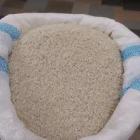 برنج محلی صحنه 70کیلو مانده
