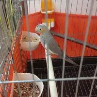 فروش پرنده با قفس و ملزومات|پرنده|پرند, فاز ۴|دیوار