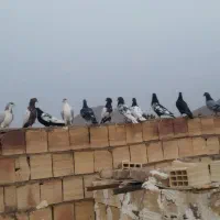 کبوتر کفتر|پرنده|بیرجند, |دیوار