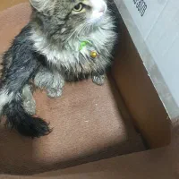 گربه پیدا شده|حیوانات|سلماس, |دیوار