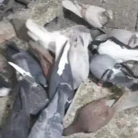 کبوتر دزدی|حیوانات|بردسکن, |دیوار