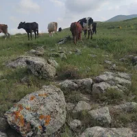 ۹عدد گاو و یک عدد گاومیش
