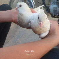 کبوتر سفید  نر و ماده