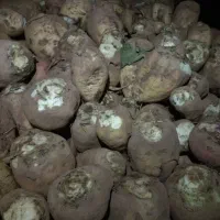 چقندر|خدمات باغبانی و درختکاری|نیشابور, دربقاضی|دیوار