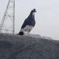 کبوتر سار کلجه ساده|پرنده|بجنورد, |دیوار