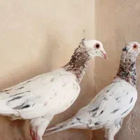 کفترکاشمر|پرنده|کاشمر, |دیوار