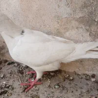 کفتر|پرنده|اهواز, حصیرآباد|دیوار