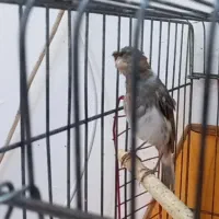 قناری نر و ماده جوان