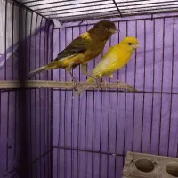 ۳ قناری مادهه