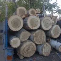 قطع درخت وخریدوفروش چوب