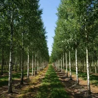 نهال نیگرا عالی برای پروژههای کشاورزی صنعتی