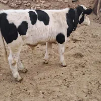 گوساله نر سمینتال دویست کیلو