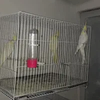 عروس هلندی و مرغ عشق|پرنده|گرگان, |دیوار