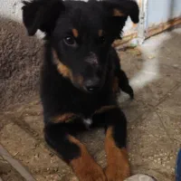 فروش سگ شرمن شپر .اصل بااصالت وحرف گوش کن