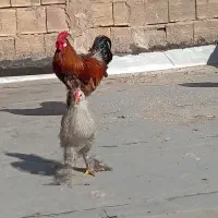 مرغ پاپر یا همون برهما|حیوانات مزرعه|قم, سید معصوم|دیوار