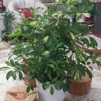 گل شفلرا با گلدان