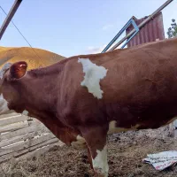 گاو سیمینتال اصل همراه با گوساله ماده|حیوانات مزرعه|شاهرود (اردبیل), |دیوار