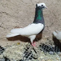 کبوتر|پرنده|مرودشت, تخت جمشید|دیوار