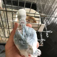 سه جفت طوطی برزیلی رو تخم و جوجه