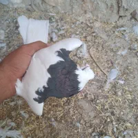 طوق سیاه|پرنده|دهدشت, |دیوار