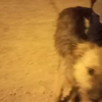 سگ فروشی|سگ|آبادان, |دیوار