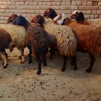 میش ابستن|حیوانات مزرعه|شازند, |دیوار