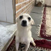 توله سگ ماده و نر