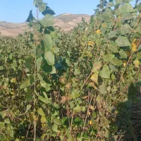 نهال صنوبر  ترک و تبریزی یکساله و دوساله