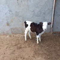 گوساله ماده سیمینتال