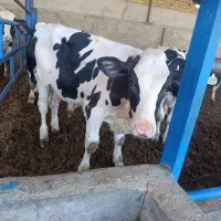 گوساله نر 5ماهه صنعتی