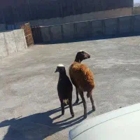 3600000|حیوانات مزرعه|قره چای, |دیوار