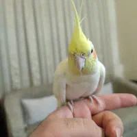 پرنده عروس هلندی|پرنده|تهران, شهرک شریعتی|دیوار