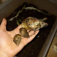 حلزون اچاتینا و البینو در سایز و قیمت متنوع