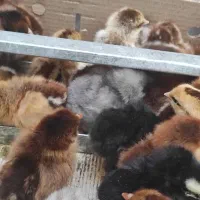 جوجه|حیوانات مزرعه|بندرعباس, |دیوار